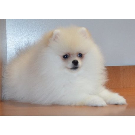 Pomeranian Alva Britani