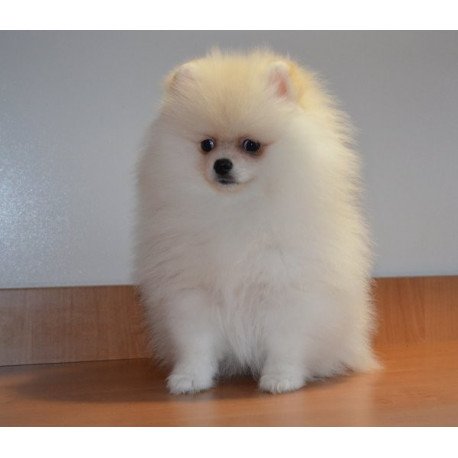 Pomeranian Alva Britani