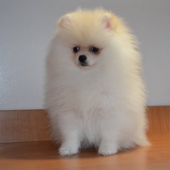 Pomeranian Alva Britani