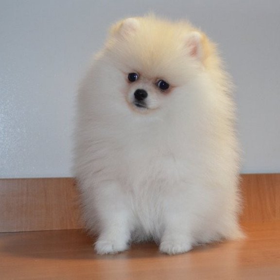 Pomeranian Alva Britani