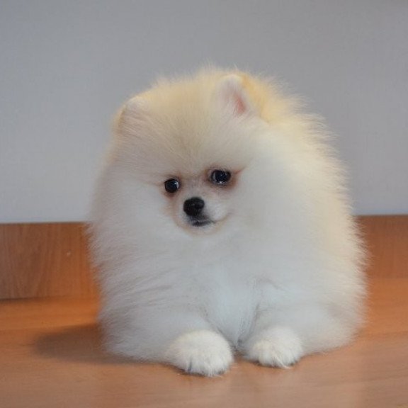 Pomeranian Alva Britani