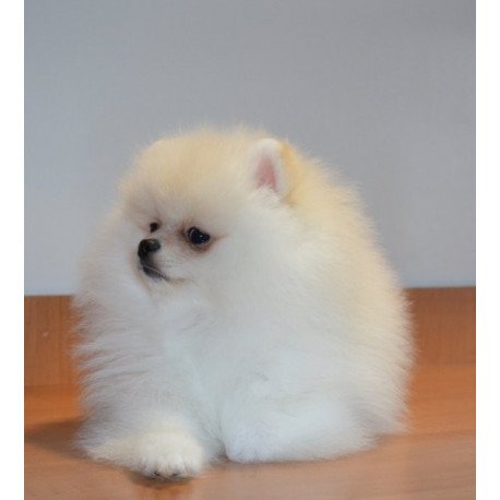 Pomeranian Alva Britani