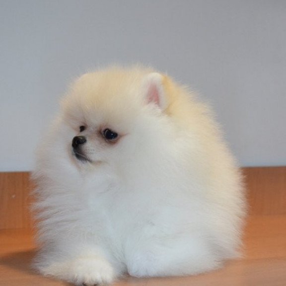 Pomeranian Alva Britani