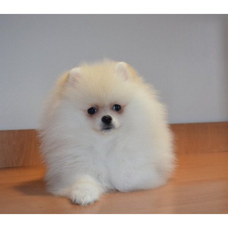 Pomeranian Alva Britani