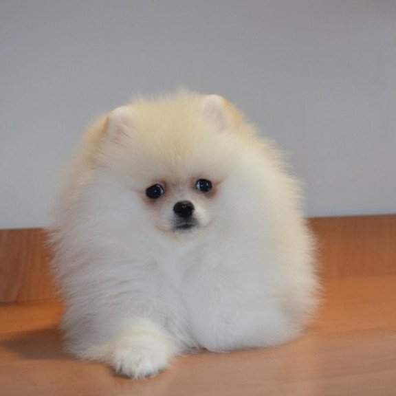 Pomeranian Alva Britani