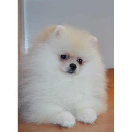 Pomeranian Alva Britani