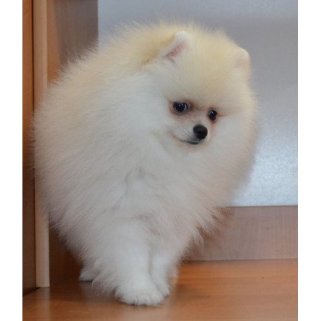 Pomeranian Alva Britani