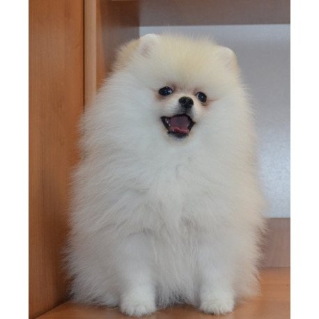 Pomeranian Alva Britani