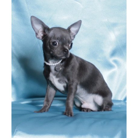 Chihuahua NY 2.3