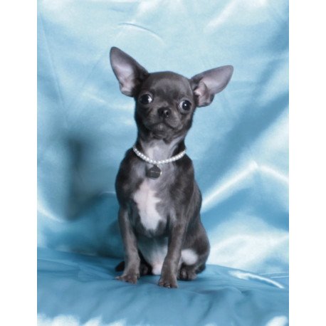 Chihuahua NY 2.3