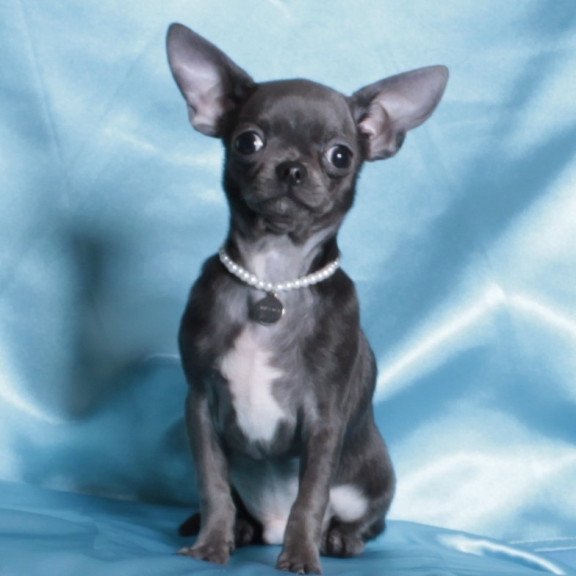 Chihuahua NY 2.3