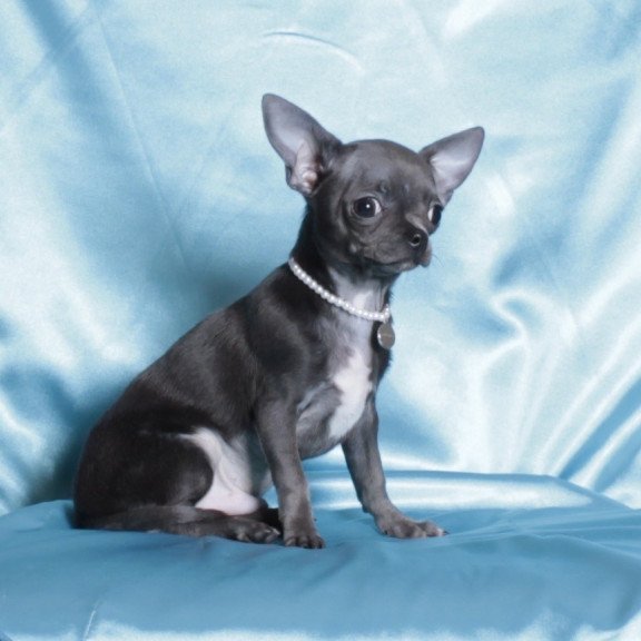 Chihuahua NY 2.3