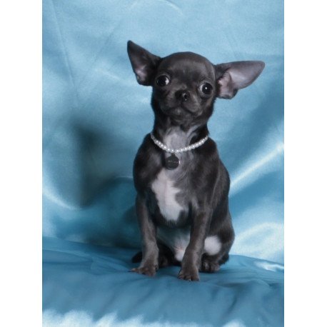 Chihuahua NY 2.3