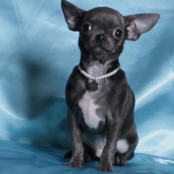 Chihuahua NY 2.3