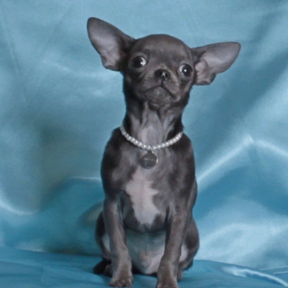 Chihuahua NY 2.3