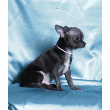 Chihuahua NY 2.3