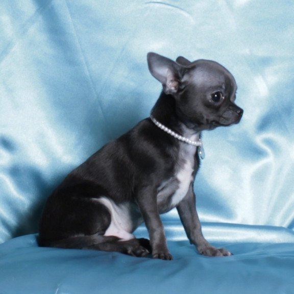 Chihuahua NY 2.3