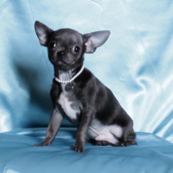 Chihuahua NY 2.3