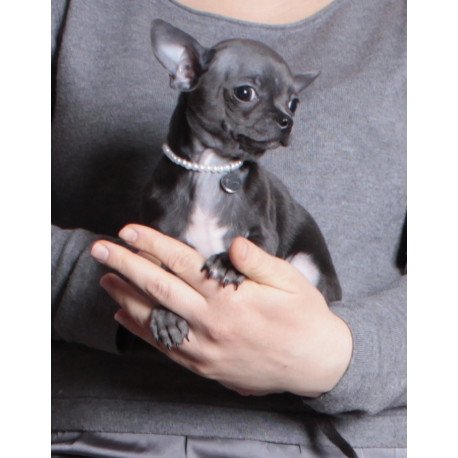 Chihuahua NY 2.3