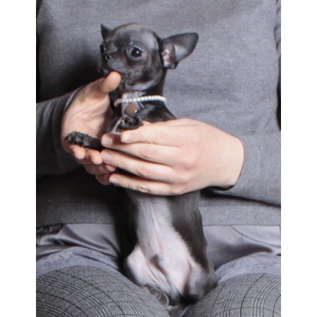 Chihuahua NY 2.3