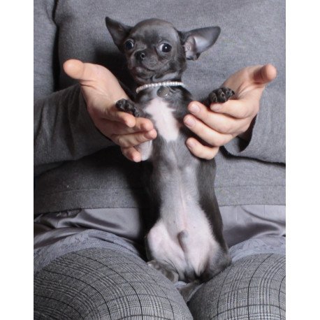Chihuahua NY 2.3