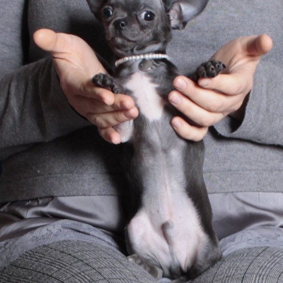 Chihuahua NY 2.3