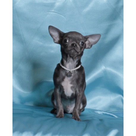 Chihuahua NY 2.3