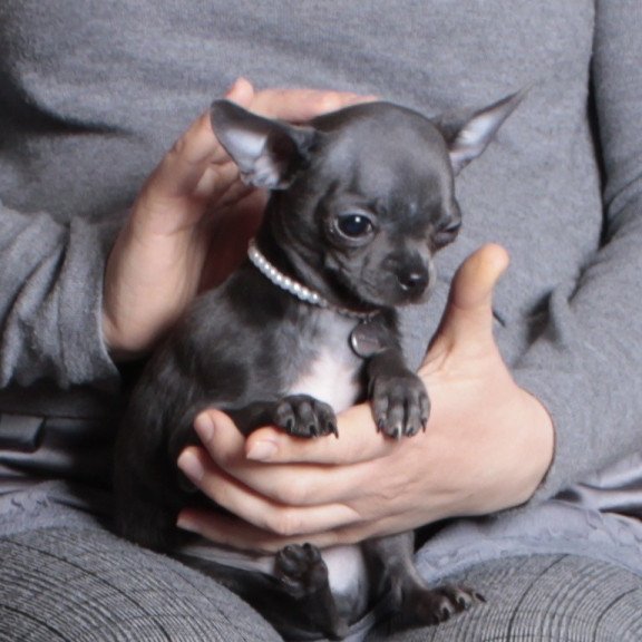 Chihuahua NY 2.3