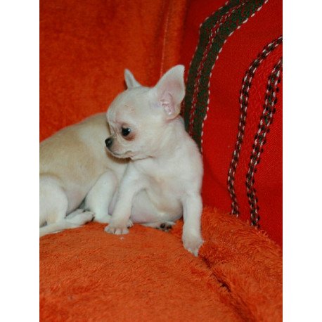 Chihuahua TK 2.23A