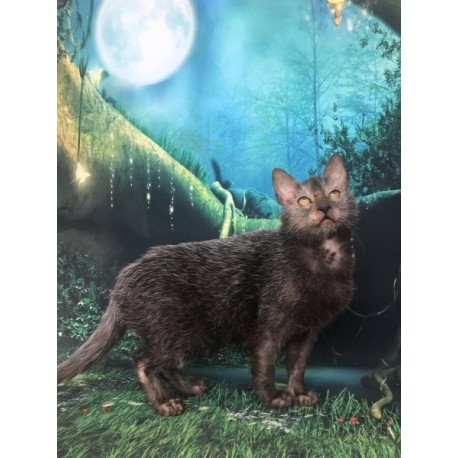 Lykoi Alva Sashka
