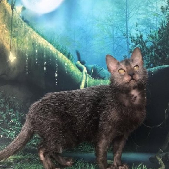 Lykoi Alva Sashka