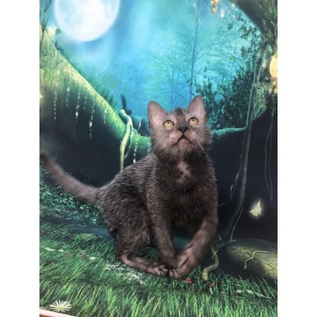 Lykoi Alva Sashka