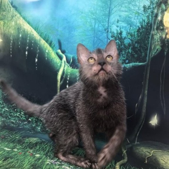 Lykoi Alva Sashka