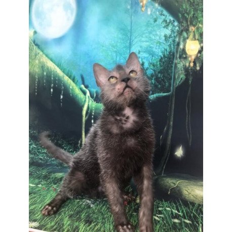 Lykoi Alva Sashka