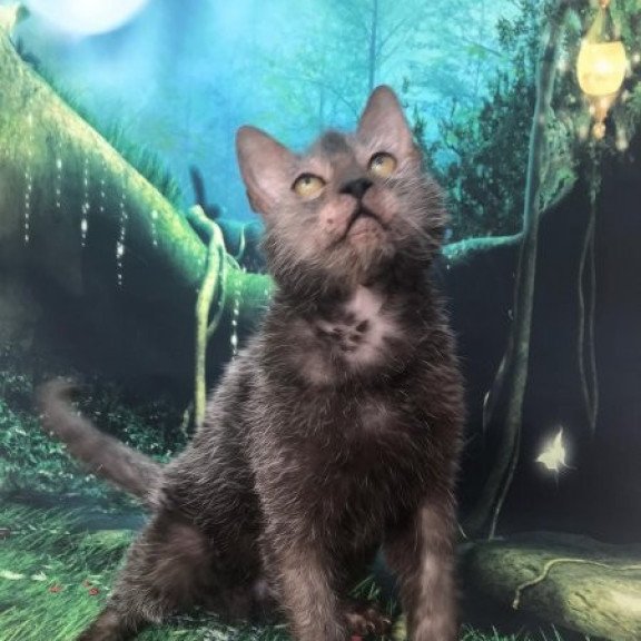 Lykoi Alva Sashka