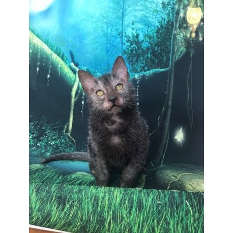 Lykoi Alva Sashka