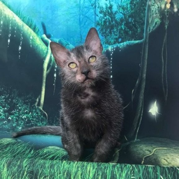 Lykoi Alva Sashka
