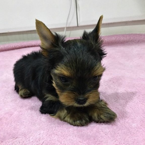 Yorkshire terrier Alva Archi