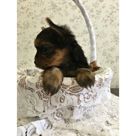 Yorkshire terrier Alva Archi