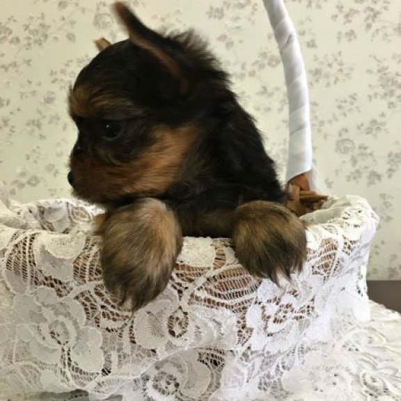Yorkshire terrier Alva Archi