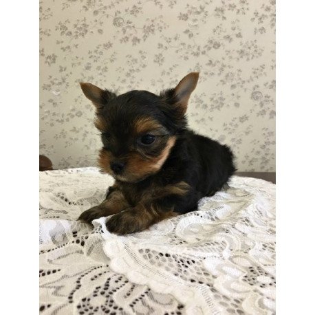 Yorkshire terrier Alva Archi