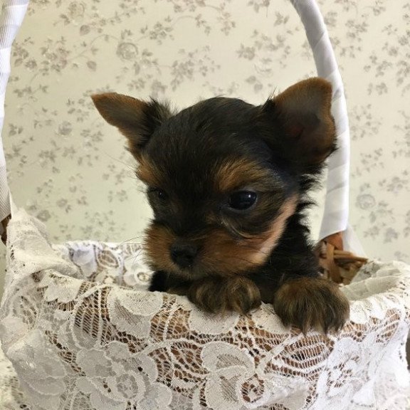 Yorkshire terrier Alva Archi