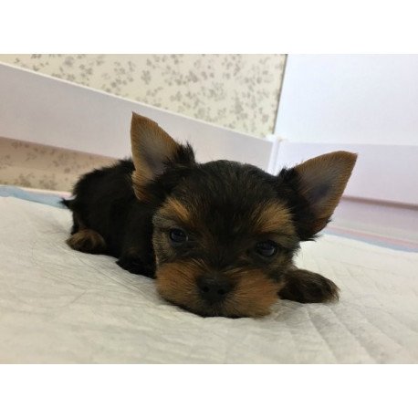 Yorkshire terrier Alva Archi
