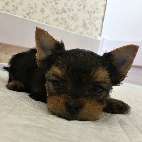 Yorkshire terrier Alva Archi