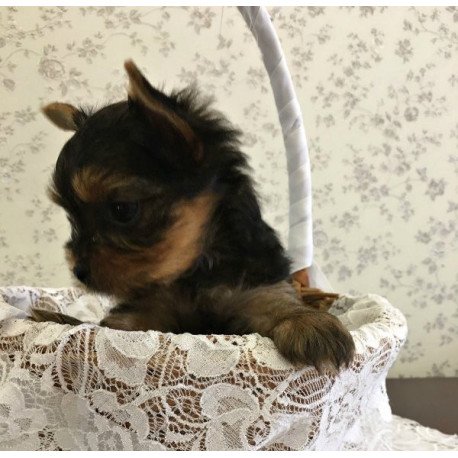 Yorkshire terrier Alva Archi