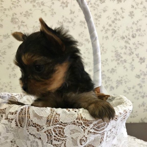 Yorkshire terrier Alva Archi