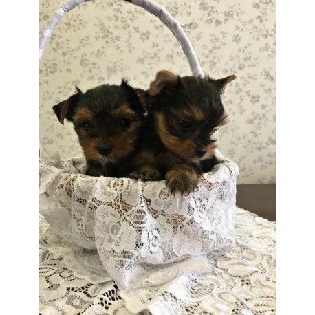 Yorkshire terrier Alva Mishel