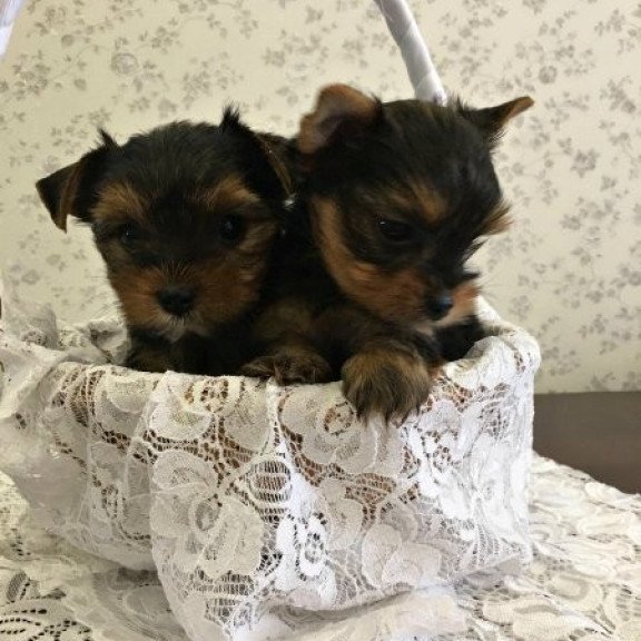 Yorkshire terrier Alva Mishel