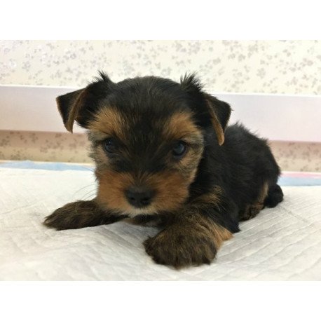 Yorkshire terrier Alva Mishel