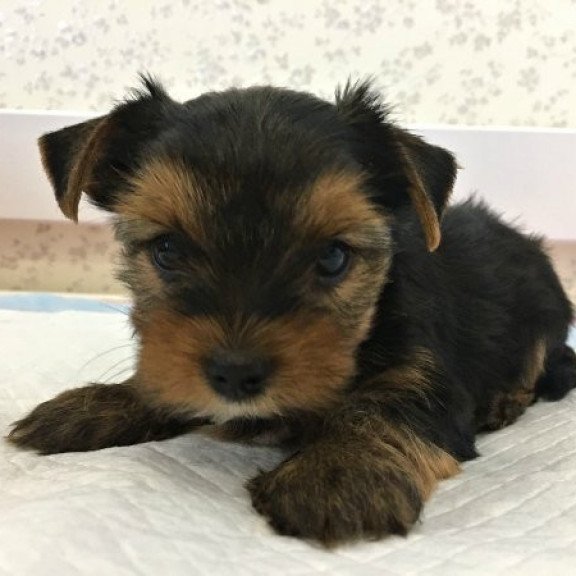 Yorkshire terrier Alva Mishel